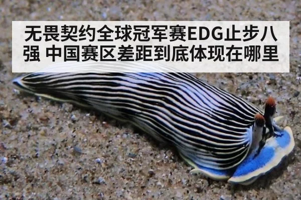 无畏契约全球冠军赛EDG止步八强 中国赛区差距到底体现在哪里